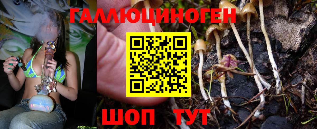 Псилоцибиновые грибы Cubensis  как найти наркотики  Белгород  Вход с VPN 